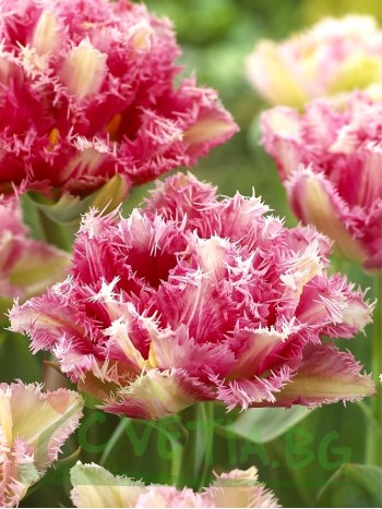  Лале (Tulipa 'Cool Crystal') T172